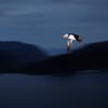 Atlantic Puffin at night