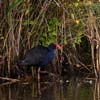 Australasian Swamphen