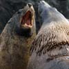 Australian Furseals