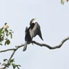 Australian Darter