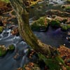 Brook in Autumn