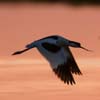 Pied Avocet