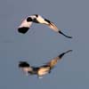 Pied Avocet