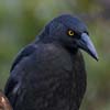 Black Currawong