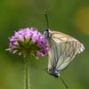 Mating Black-weined Whites