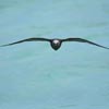 Brown Noddy in flight