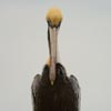 Brown Pelican