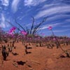 Calandrinia Flowers after rain