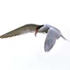 Common Tern