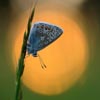 Common Bluewing at sunset