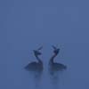 Crested Grebes