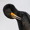 Double-crested Cormorant