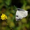 Eastern Bath White in flight