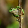 European Tree Frog