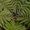 Fern Pattern