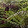 Giant Ferns