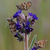 Glanville Fritillaries in ice