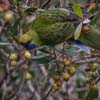 Green Rosella