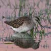 Greenshank