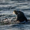 Harbour Seal