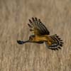 Hen Harrier