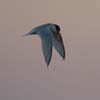 Little Tern