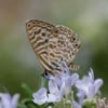 Langs Long-tailed Blue