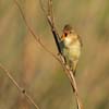 Marsh Warbler