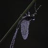 Mayfly In Dew