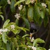 Noisy Miner