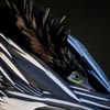 Preening Anhinga