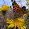 Queen Of Spain Fritillary