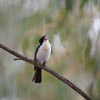 Restless Flycatcher