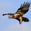 Rough-legged_Buzzard