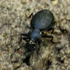 Running Carabidae Beetle