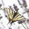 Scarce Swallowtail