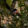 Scarlet Robin