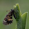 Southern Festoon