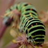 Swallowtail_Caterpillar