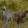 Tasmanian Nativehen