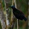 Victorias Riflebird