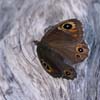 Wall Brown