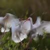 White Ibises fighting