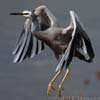 Whitefronted Heron