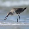 Willet