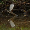 Yellow-crowned Night Heron