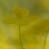 Yellow Anemones